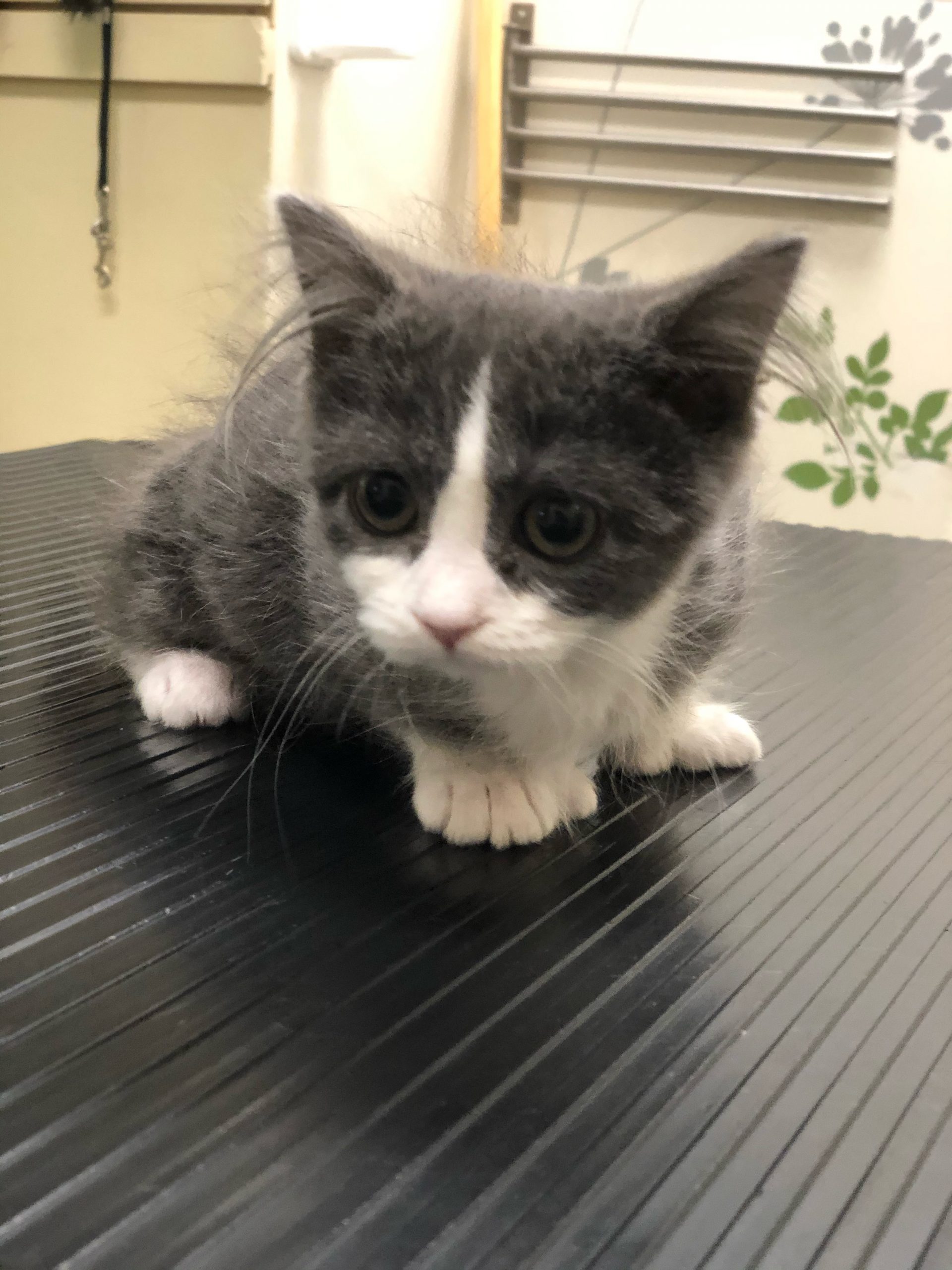 Lilly the Mitten Kitten