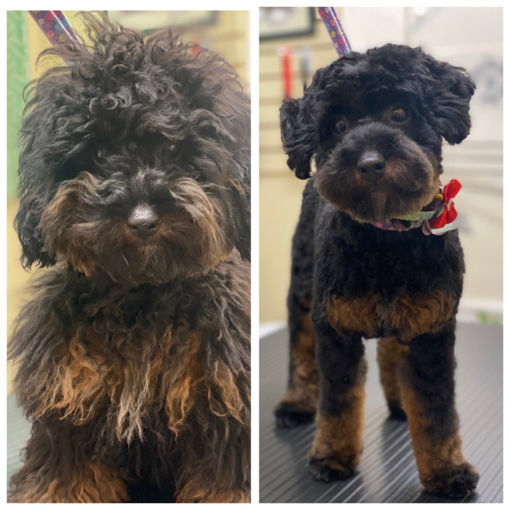 Maya's first groom. Before and After.