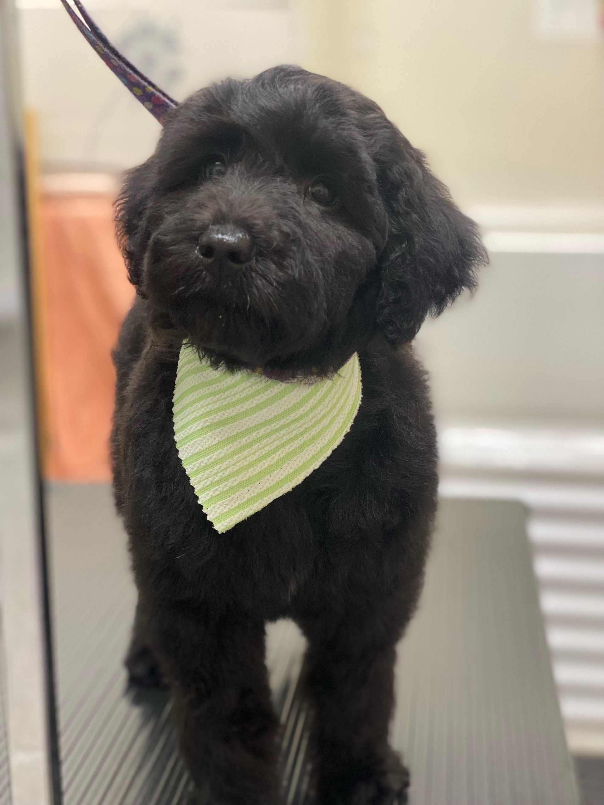 Tiley's first groom.