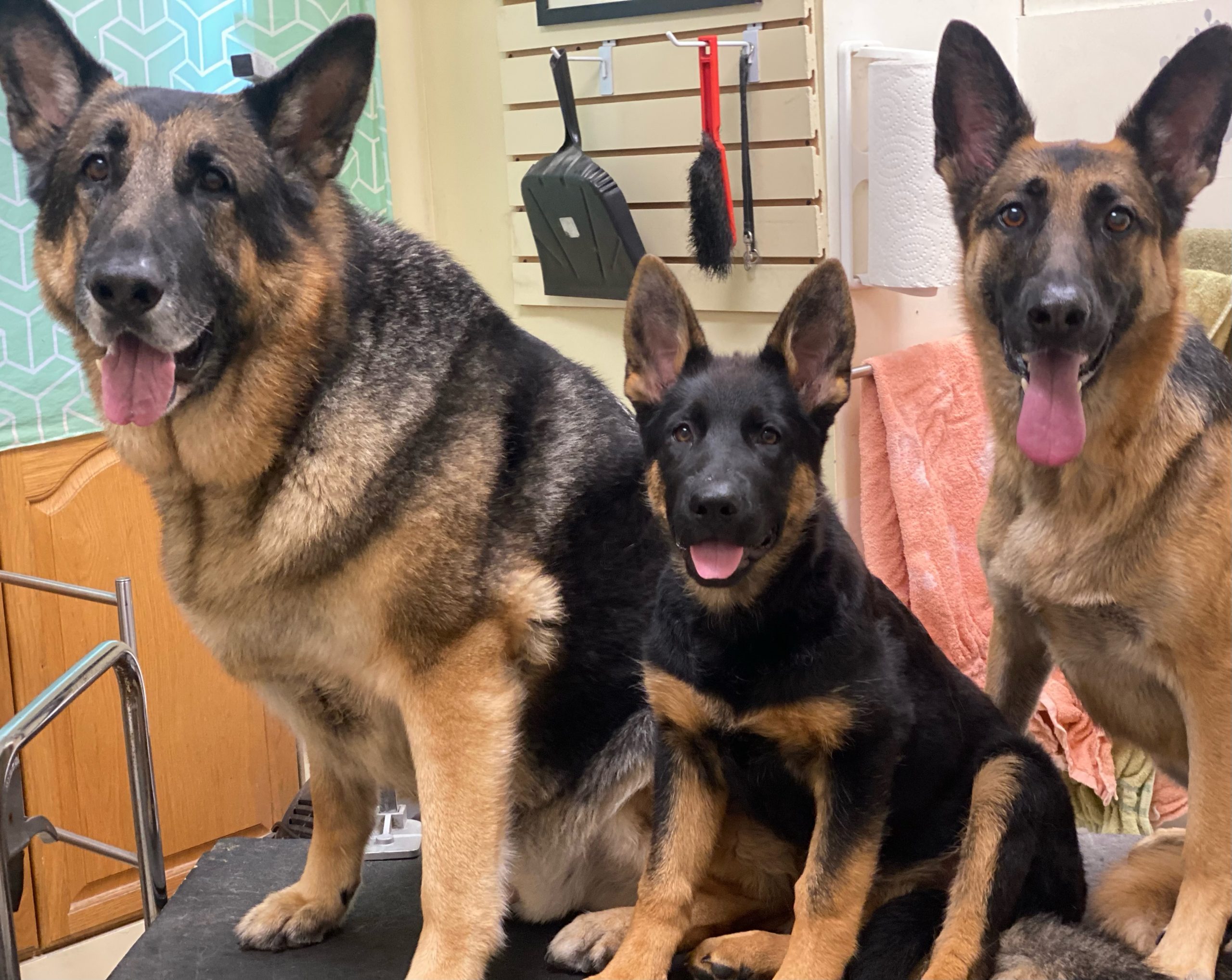 Harvey, Bella and Christie